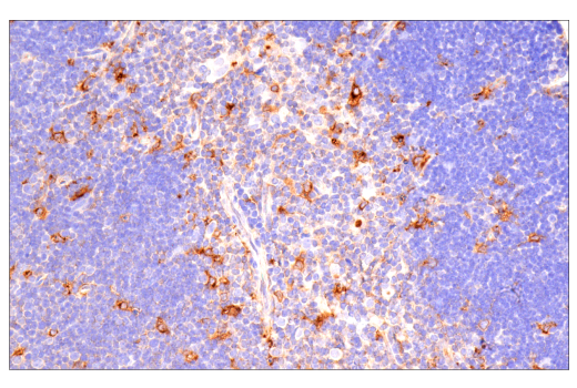 Immunohistochemistry Image 9: ApoE (E7X2A) Rabbit mAb (BSA and Azide Free)