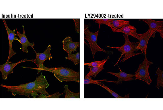 Immunofluorescence Image 1: Phospho-Akt (Thr308) (D25E6) XP<sup>®</sup> Rabbit mAb (BSA and Azide Free)