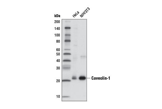 Western Blotting Image 1: Caveolin-1 (D46G3) XP<sup>®</sup> Rabbit mAb (HRP Conjugate)