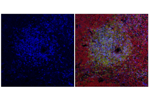 Immunofluorescence Image 1: CD8α (2.43) Rat mAb (violetFluor<sup>™</sup> 450 Conjugate)