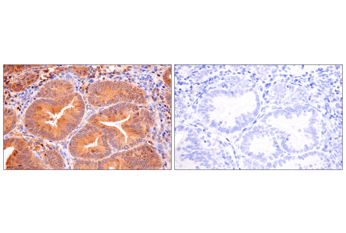 Immunohistochemistry Image 10: Caspase-8 (F5K9P) Rabbit mAb (BSA and Azide Free)