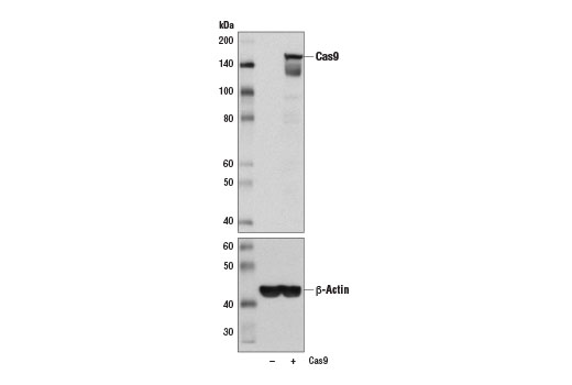 Western Blotting Image 2: Cas9 (<i>S. pyogenes</i>) (7A9-3A3) Mouse mAb (BSA and Azide Free)