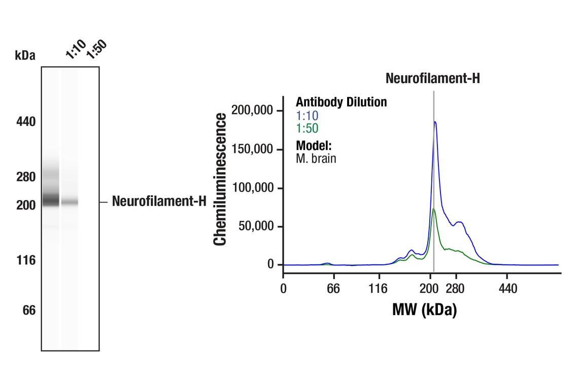 Western Blotting Image 1: Neurofilament-H (RMdO 20) Mouse mAb