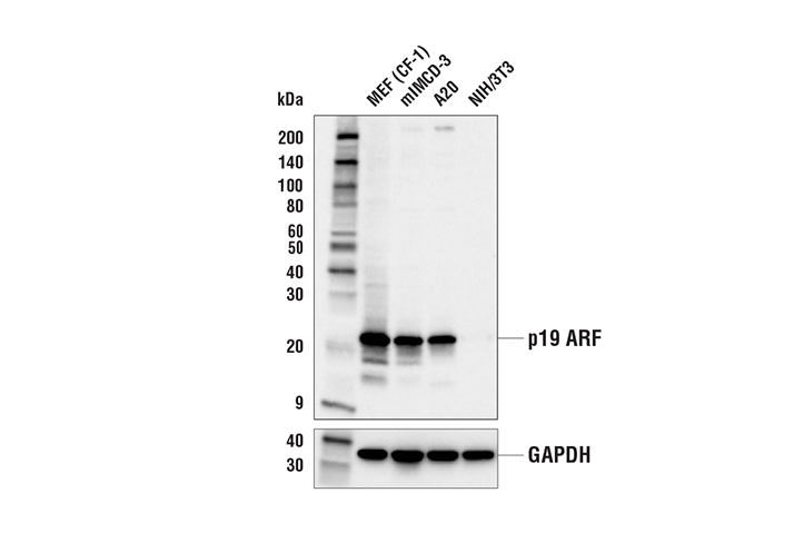 Western Blotting Image 1: p19 ARF (E9X4Z) Rabbit mAb