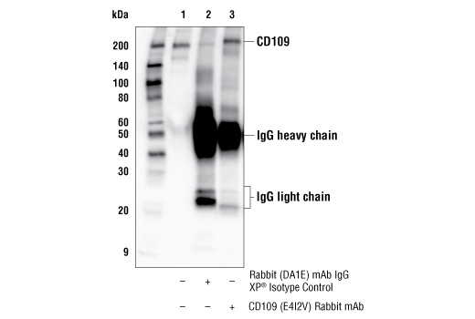 Immunoprecipitation Image 1: CD109 (E4I2V) Rabbit mAb