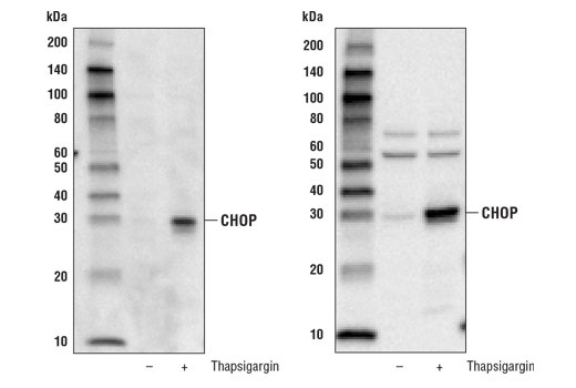 Western Blotting Image 1: CHOP Control Cell Extracts
