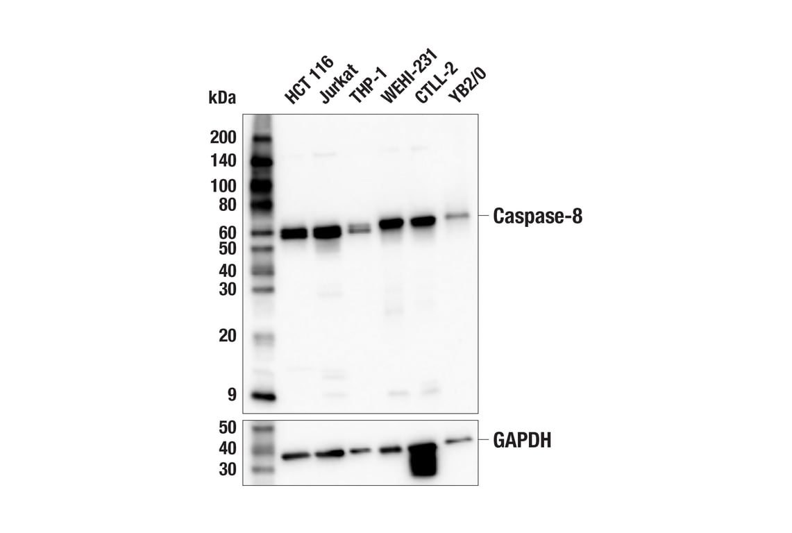 Western Blotting Image 4: Caspase-8 (F5K9P) Rabbit mAb (BSA and Azide Free)