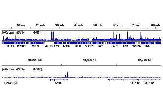 CUT & RUN Image 2: Non-phospho (Active) β-Catenin (Ser33/37/Thr41) (D13A1) Rabbit mAb