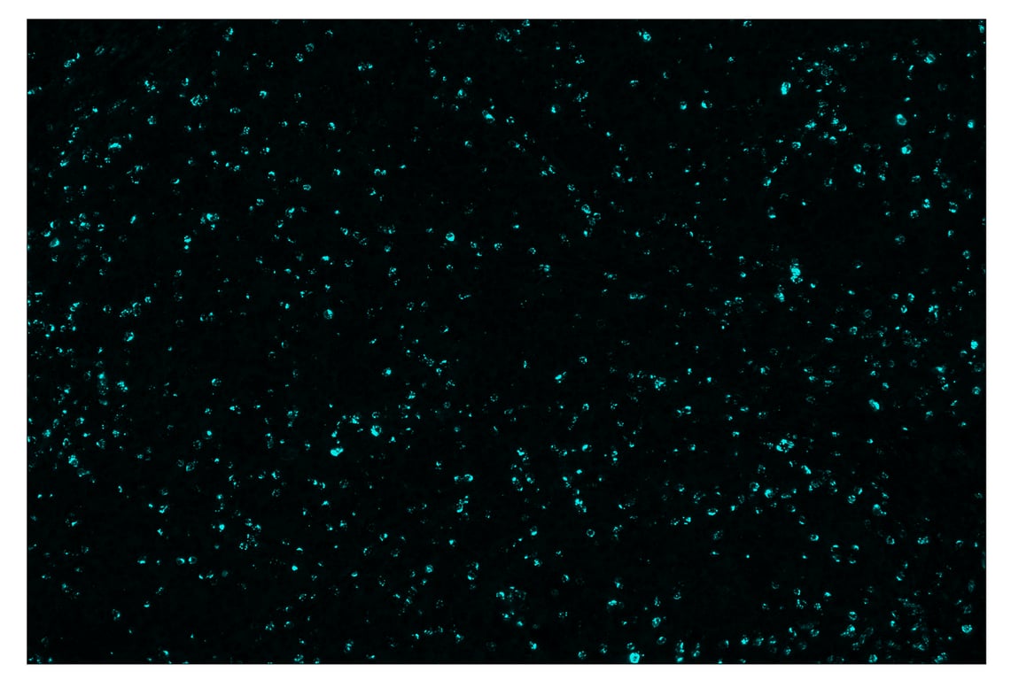 Immunohistochemistry Image 5: Granzyme B (D6E9W) & CO-0009-488 SignalStar<sup>™</sup> Oligo-Antibody Pair