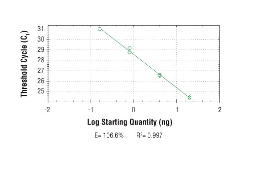 Chromatin Immunoprecipitation Image 2: SimpleChIP<sup>®</sup> Human ZNF19 Intron 3 Primers