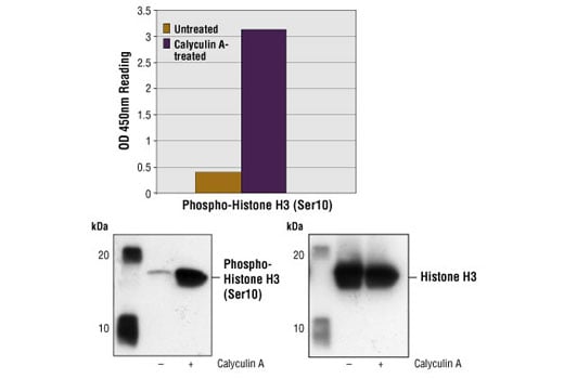 ELISA Image 1: PathScan® Phospho-Histone H3 (Ser10) Sandwich ELISA Kit