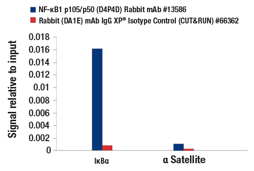 CUT & RUN Image 3: NF-κB1 p105/p50 (D4P4D) Rabbit mAb