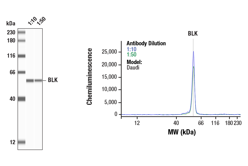 Western Blotting Image 1: BLK (E8T1B) Rabbit mAb
