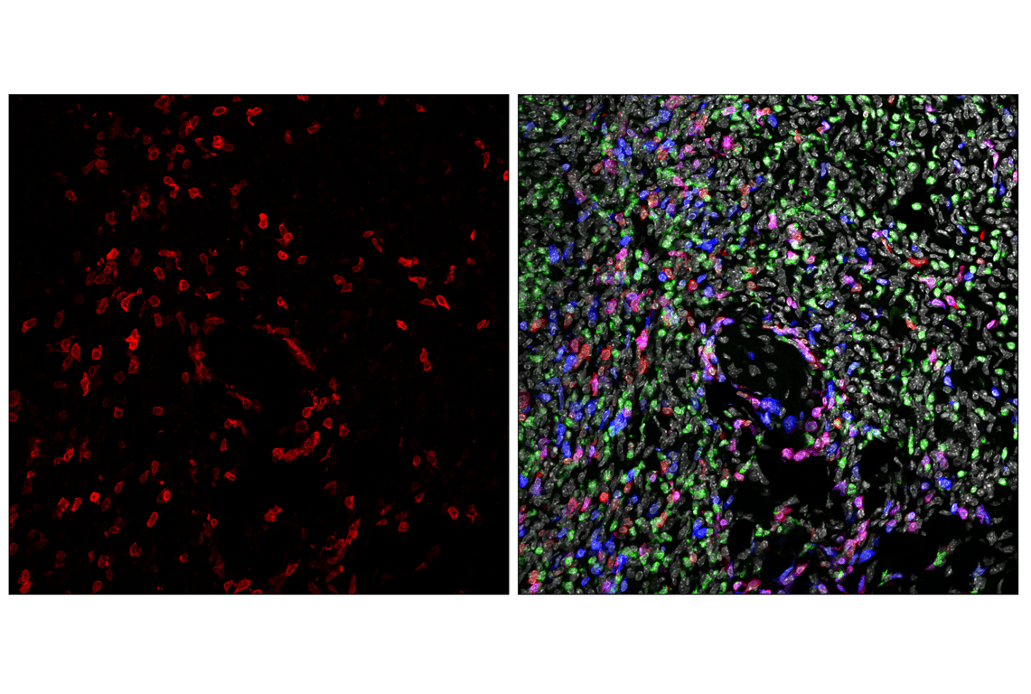 Immunofluorescence Image 1: CD27 (F3R2V) Rabbit mAb