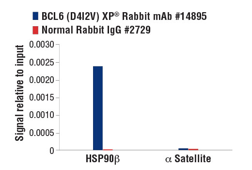 Chromatin Immunoprecipitation Image 3: BCL6 (D4I2V) XP<sup>®</sup> Rabbit mAb