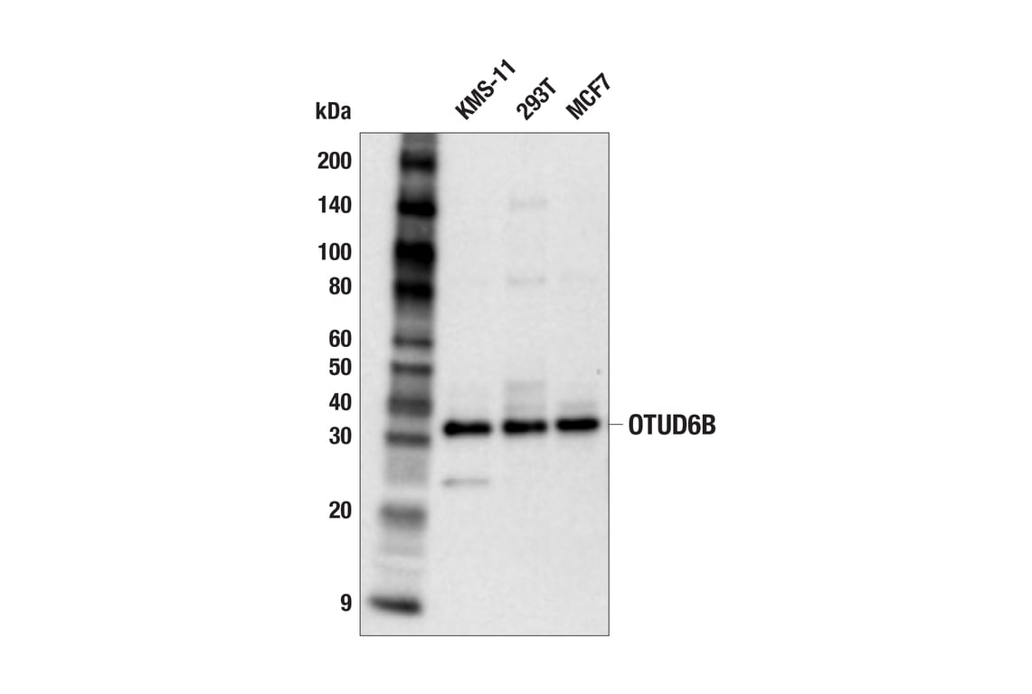 Western Blotting Image 2: OTUD6B (F6K7V) Rabbit mAb