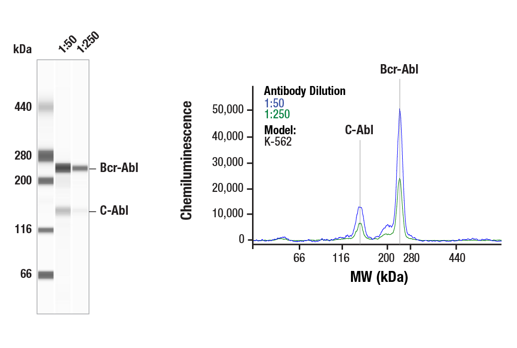 Western Blotting Image 1: c-Abl Antibody