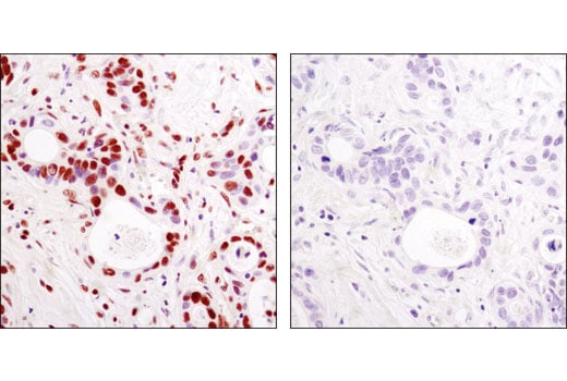 Immunohistochemistry Image 1: Acetyl-Histone H3 (Lys9) (C5B11) Rabbit mAb (BSA and Azide Free)