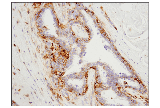 Immunohistochemistry Image 1: 4F2hc/SLC3A2 (D3F9D) XP<sup>®</sup> Rabbit mAb (BSA and Azide Free)