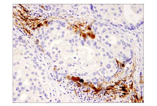 Immunohistochemistry Image 3: IDO (D5J4E<sup>™</sup>) Rabbit mAb (BSA and Azide Free)