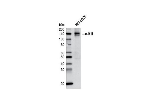 Western Blotting Image 1: c-Kit (D13A2) XP<sup>®</sup> Rabbit mAb (Biotinylated)