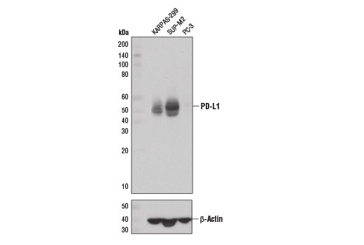 Western Blotting Image 1: PD-L1 (E1L3N<sup>®</sup>) XP<sup>®</sup> Rabbit mAb