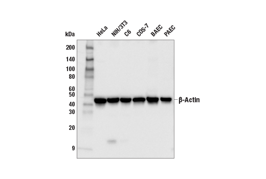 Western Blotting Image 1: β-Actin (13E5) Rabbit mAb (Biotinylated)