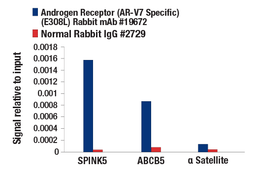 undefined Image 2: Androgen Receptor Antibody Sampler Kit