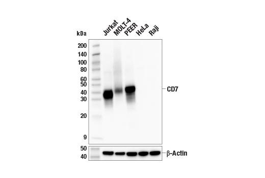 Western Blotting Image 2: CD7 (E4G1Q) XP<sup>®</sup> Rabbit mAb (BSA and Azide Free)