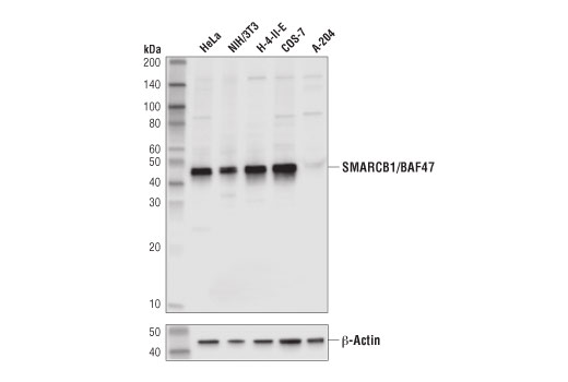 Western Blotting Image 1: SMARCB1/BAF47 (D8M1X) Rabbit mAb (BSA and Azide Free)