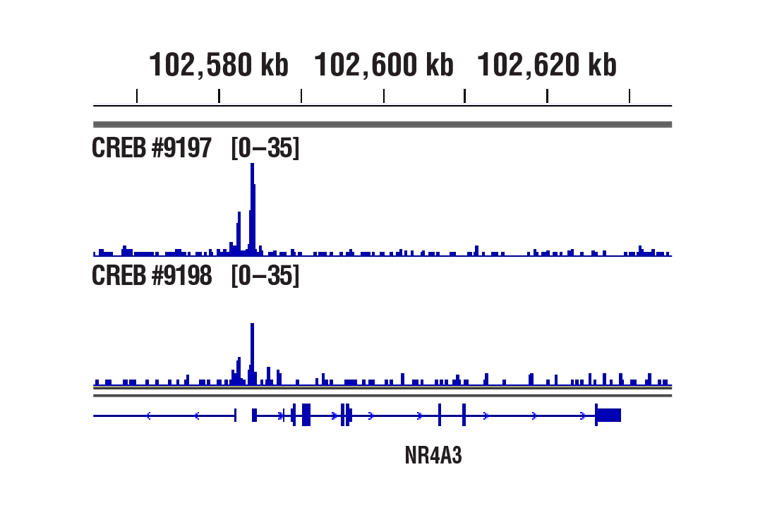 undefined Image 1: PhosphoPlus<sup>®</sup> CREB (Ser133) Antibody Duet