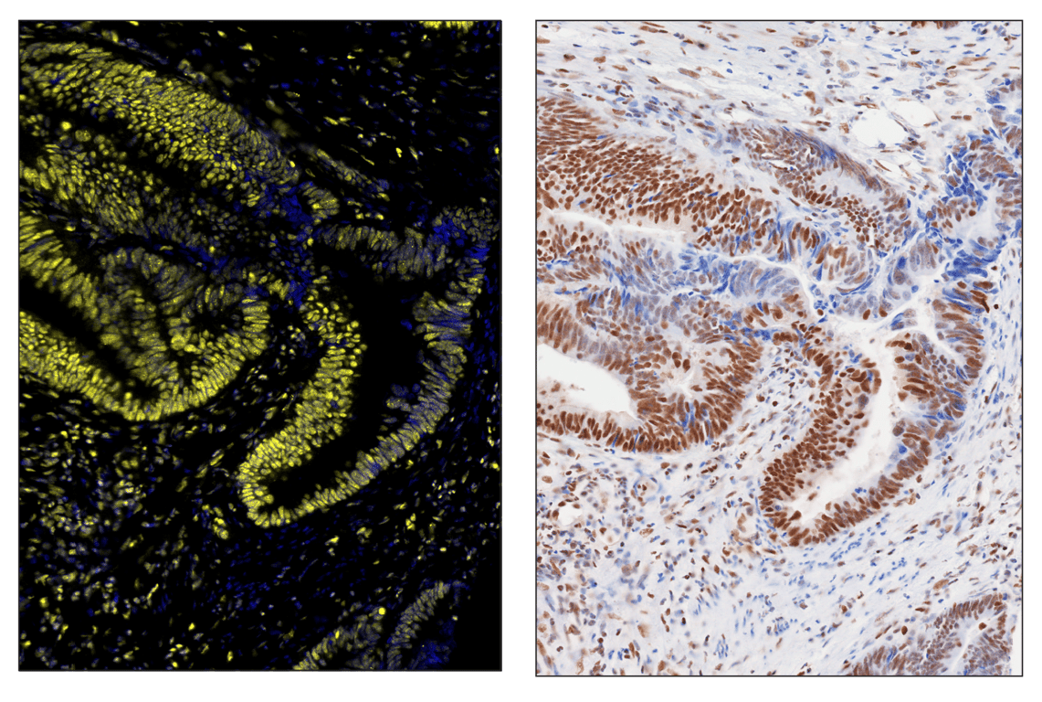 Immunohistochemistry Image 6: Phospho-CREB (Ser133) (87G3) & CO-0125-488 SignalStar<sup>™</sup> Oligo-Antibody Pair