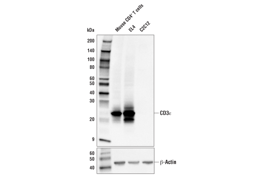 Western Blotting Image 1: CD3ε (E4T1B) XP<sup>®</sup> Rabbit mAb
