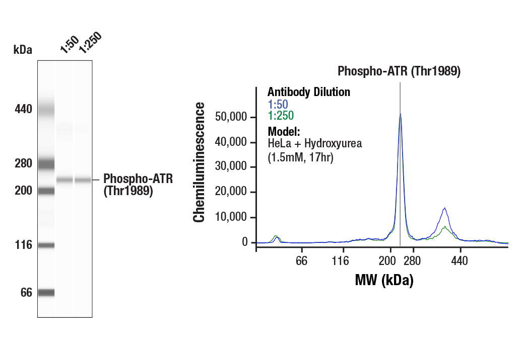 undefined Image 4: PhosphoPlus<sup>®</sup> ATR (Thr1989) Antibody Duet