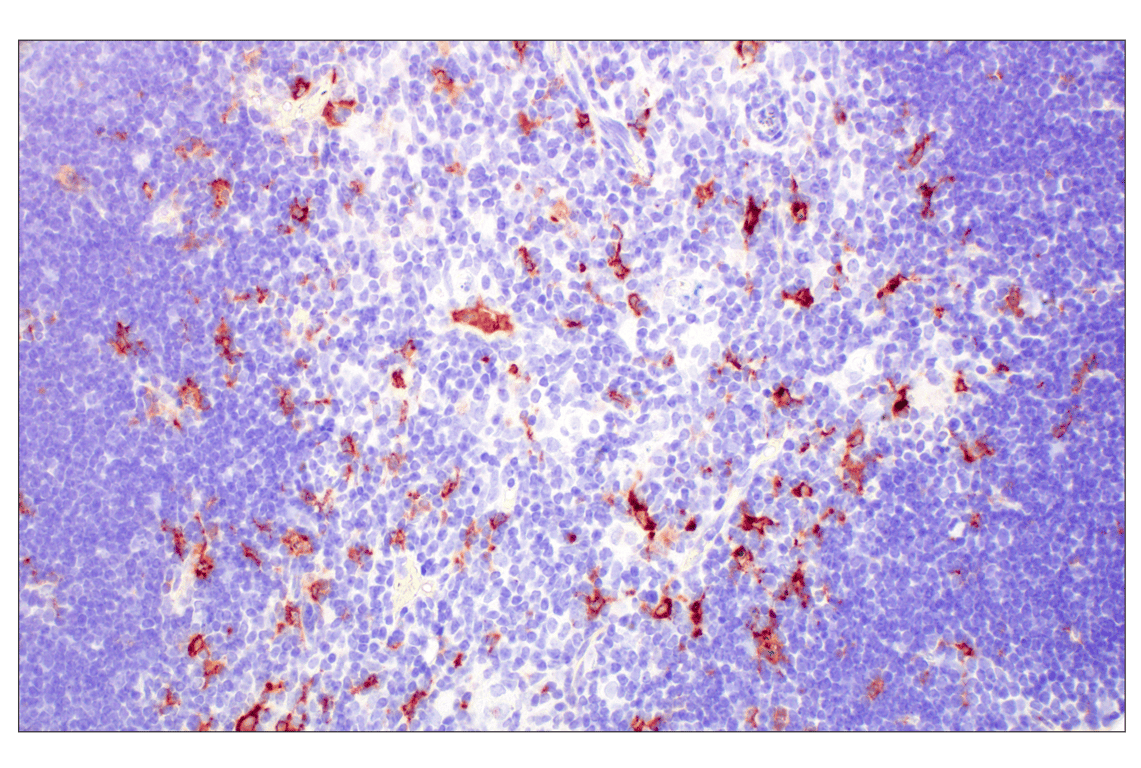 Immunohistochemistry Image 2: C1QB (E3U6X) Rabbit mAb
