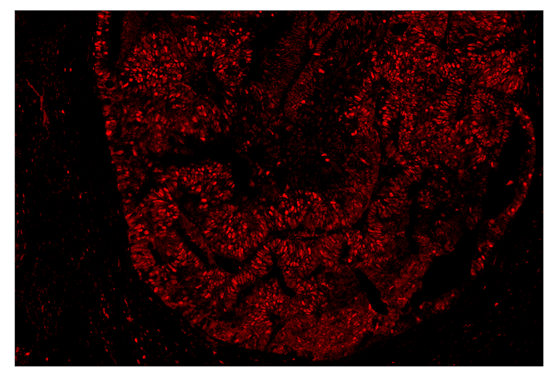 Immunohistochemistry Image 1: PCNA (D3H8P) & CO-0090-488 SignalStar<sup>™</sup> Oligo-Antibody Pair