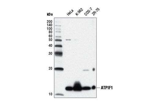 Western Blotting Image 1: ATPIF1 (D6P1Q) XP<sup>®</sup> Rabbit mAb