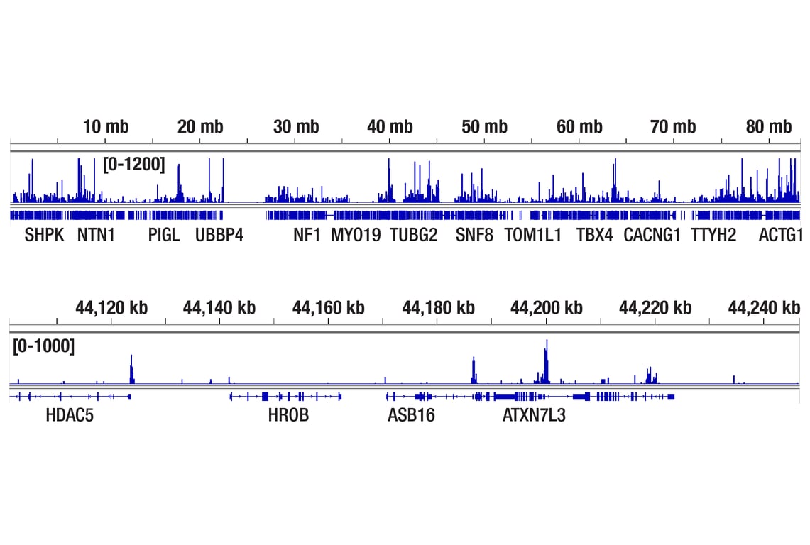 CUT & Tag Image 2: ETS-1 (D8O8A) Rabbit mAb