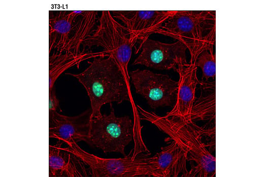 Immunofluorescence Image 2: C/EBPα (D56F10) XP<sup>®</sup> Rabbit mAb (BSA and Azide Free)