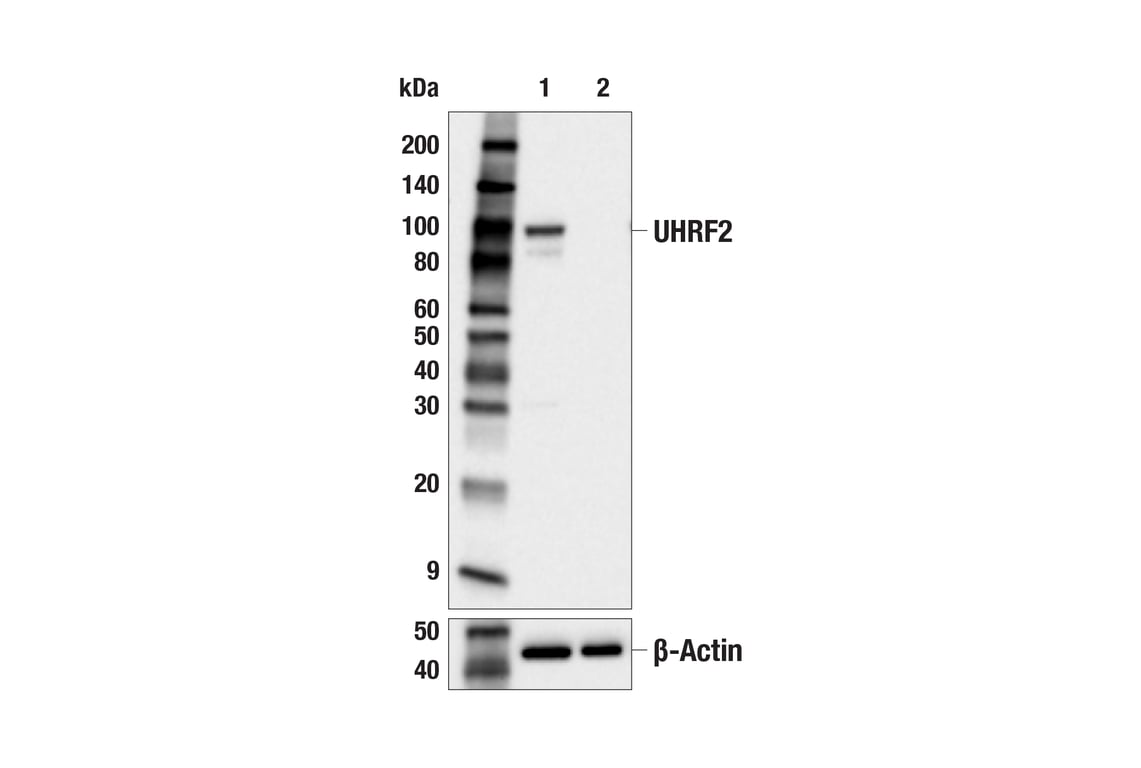 Western Blotting Image 1: UHRF2 (E5G5P) Rabbit mAb