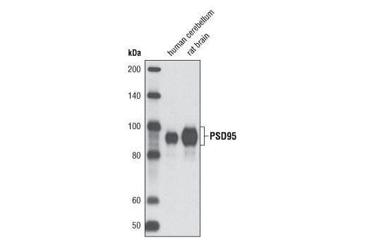 Western Blotting Image 1: PSD95 (D27E11) XP® Rabbit mAb
