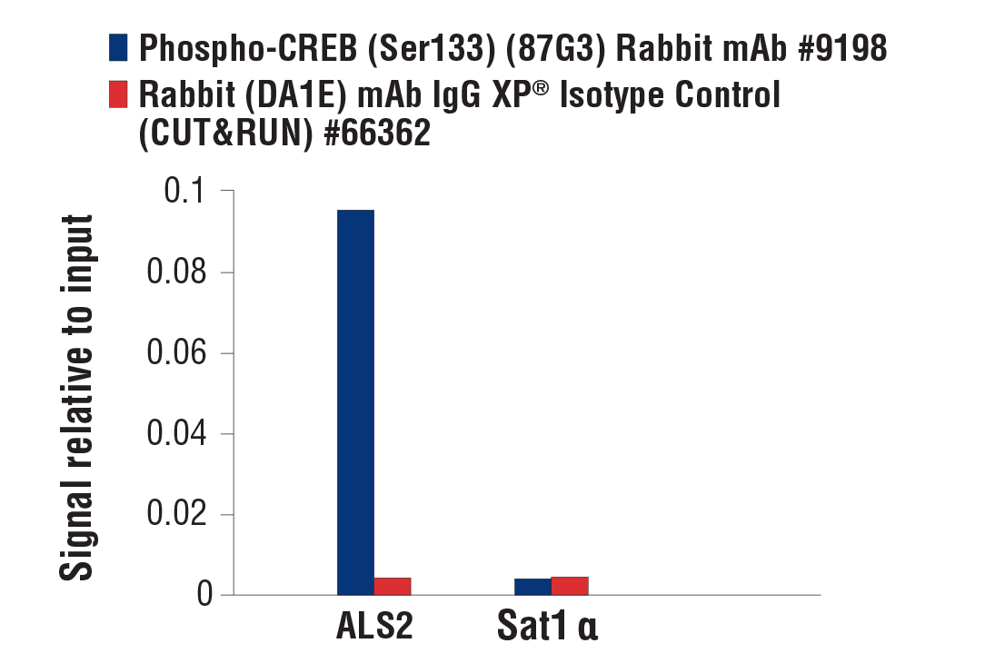 undefined Image 26: PhosphoPlus<sup>®</sup> CREB (Ser133) Antibody Duet