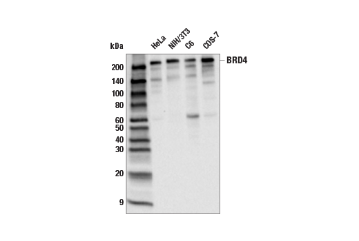 Western Blotting Image 1: BRD4 (E8V7I) Rabbit mAb