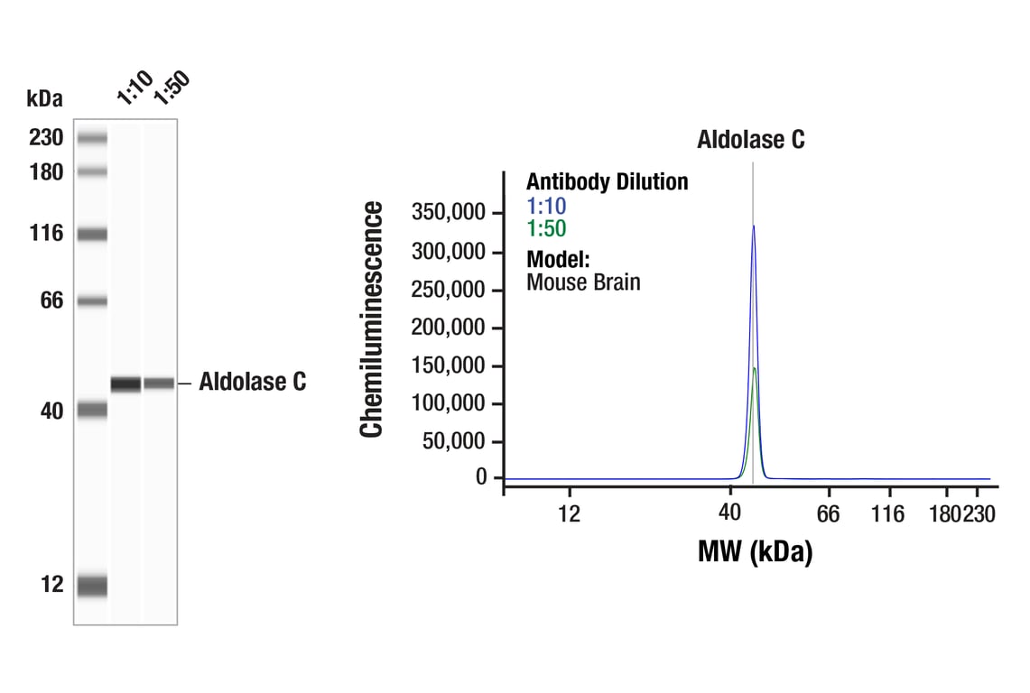 Western Blotting Image 1: Aldolase C (E7I4X) Rabbit mAb