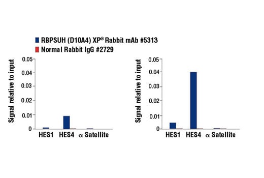 Chromatin Immunoprecipitation Image 1: RBPSUH (D10A4) XP<sup>®</sup> Rabbit mAb