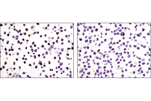 Immunohistochemistry Image 3: HES1 (D6P2U) Rabbit mAb