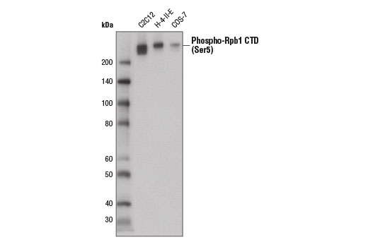 Western Blotting Image 1: Phospho-Rpb1 CTD (Ser5) (D9N5I) Rabbit mAb