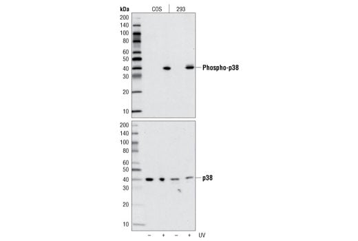 undefined Image 1: PhosphoPlus<sup>®</sup> p38 MAPK (Thr180/Tyr182) Antibody Duet