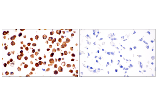 Immunohistochemistry Image 2: NNMT (E6N2Z) XP<sup>®</sup> Rabbit mAb