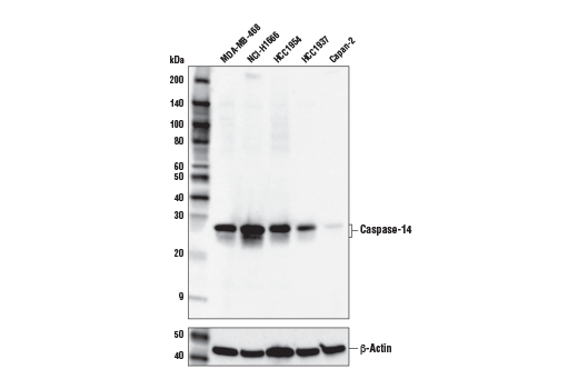Western Blotting Image 1: Caspase-14 (D3J3D) Rabbit mAb